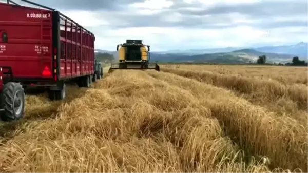 Söke Ovası'nda buğday ekim alanı yüzde 100 arttı