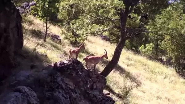 Koruma altındaki yaban keçileri beslenirken görüntülendi