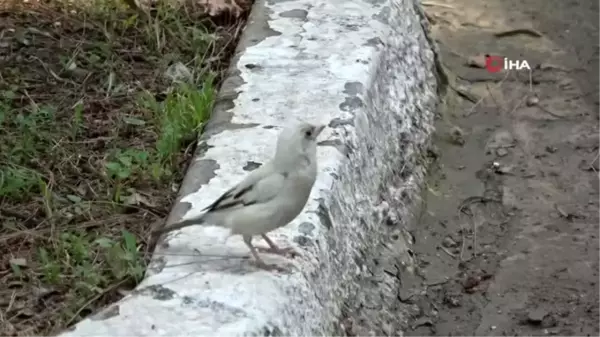 Doğada nadir görülen beyaz serçe Osmaniye'de görüntülendi