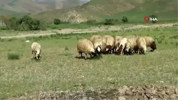 Bakan Pakdemirli'nin talimatlarıyla sarı kızın sahibi Mehmet amcaya 20 koyun verildi