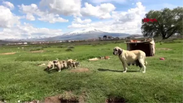 AKSARAY 'Aksaray Malaklısı' köpeği, anne karnında dahi sipariş talebi alıyor