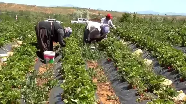 Çilek üretiminde tarımsal işçilikten patronluğa