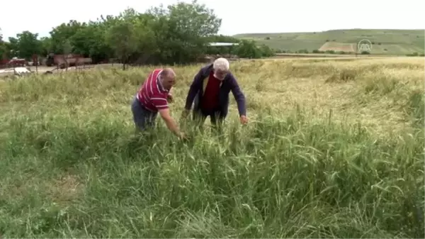 Edirne'de bazı köylerde ekili alanı 