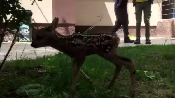 Arazide bulunan 20 günlük karaca yavrusu koruma altına alındı