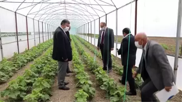 Çubuk Kaymakamı Keleş ve Başkan Demirbaş, seralarda incelemelerde bulundu