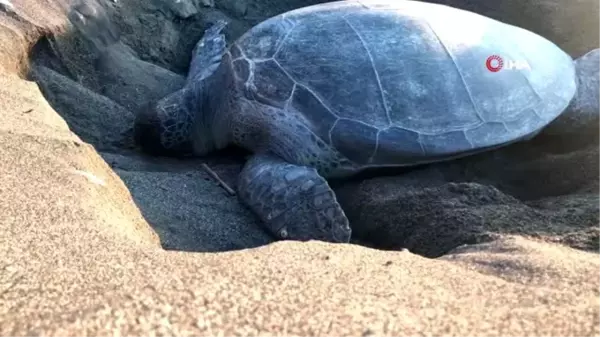 Deniz kaplumbağaları Mersin sahillerine yumurta bırakmaya başladı