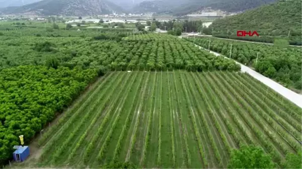 BURSA 'Dolu topu'yla çiftçiler binlerce liralık zarardan kurtuluyor