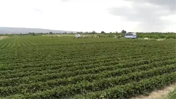 Tescilli Silifke çileğinde 100 bin ton rekolte hedefi