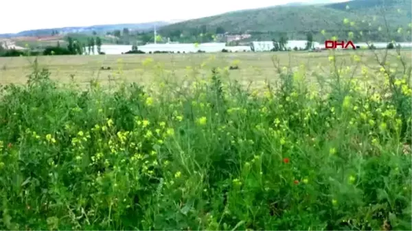 GÜMÜŞHANE Gümüşhaneli çiftçilerin 'kene' endişesi