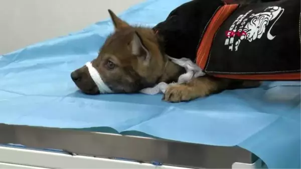 Son dakika haber... KOCAELİ Çoban köpeklerinin yaraladığı yavru kurt, Ormanya'da tedaviye alındı