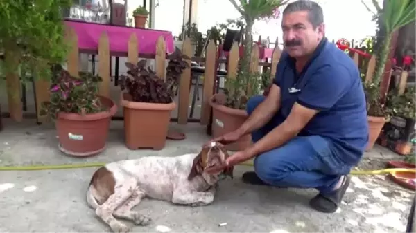 Son dakika! 10 bin lira kredi çekip yaralı köpeği tedavi ettirdi