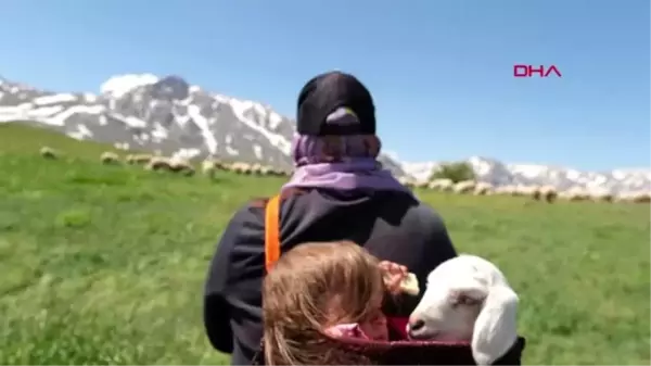 Erzincan'da yaz ayları ile birlikte yaylalar şenlendi