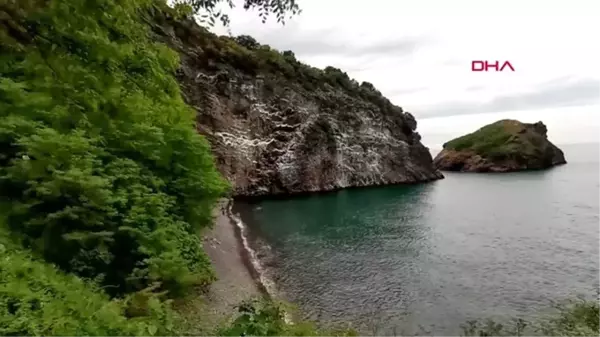 Koronavirüs Hoynat Adası'ndaki kuşlara yaradı