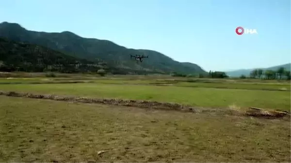 Çorumlu çiftçiler çeltik tarlalarını drone'larla ilaçlıyor