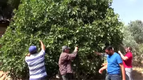 İncirde ilekleme dönemi başladı