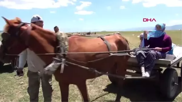 MUŞ BERİVANLARIN ATLI FAYTONLARLA SÜT SAĞIM YOLCULUĞU