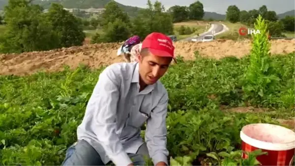 Dağ çileğinin hasadına başlandı