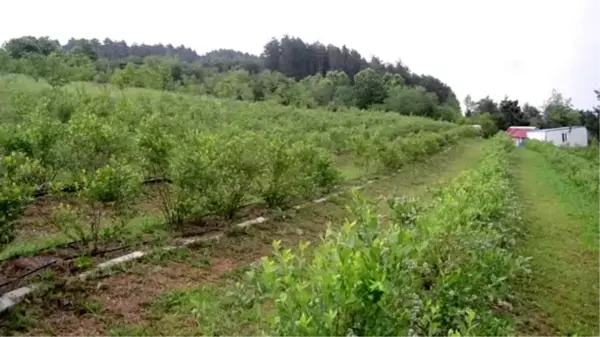 Son dakika! Yaban mersini üreticileri dikim mesaisinde