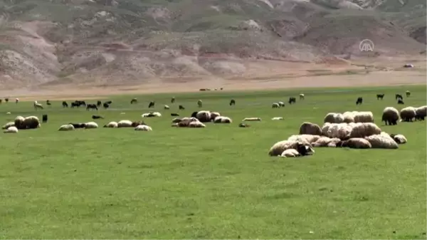 Besicilerin yaylalarda koyun kırkma mesaisi başladı