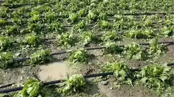 Dolu tarım arazilerine zarar verdi