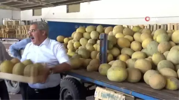 Kırıkhan'da 10 bin dönüme ekilen kavundan 40 bin ton rekolte bekleniyor