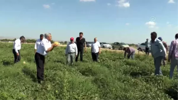 Kırıkhan kavununda sezonun ilk hasadı başladı