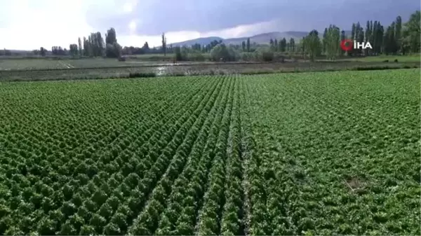 Niğde'de dolu tarım arazilerine zarar verdi