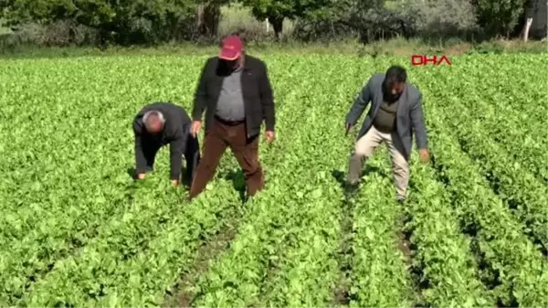 Niğde'de etkili dolu, ekili arazilere zarar verdi