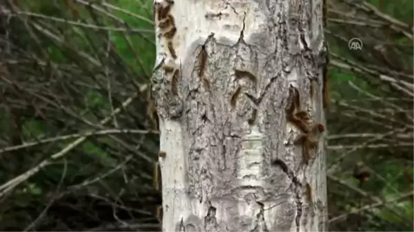 Tırtılla mücadele için doğaya kuş yuvaları yerleştirildi