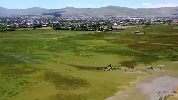 Şehir merkezindeki ahırlar yıkılıyor