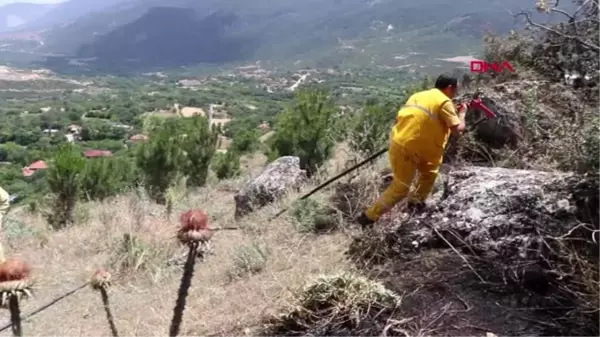 DENİZLİ Alevler, hasadı bekleyen 8 hektarlık alandaki arpa ve buğdayları küle çevirdi