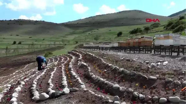 Son dakika haber! ERZURUM BELEDİYE ARILAR İÇİN 'BAL ORMANI' KURDU