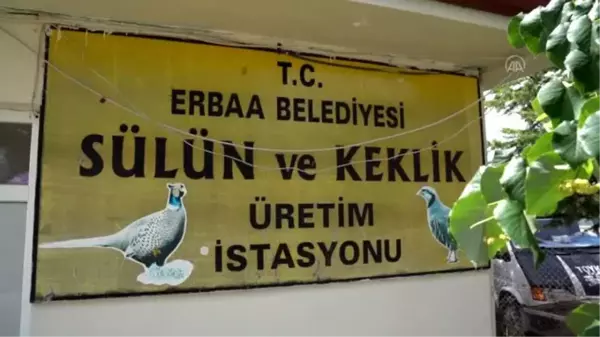 Erbaa Belediyesince üretilen sülünler doğaya salınacak