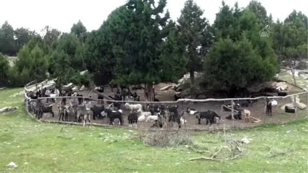 Karakeçili yörük kadınların zorlu yayla mesaisi