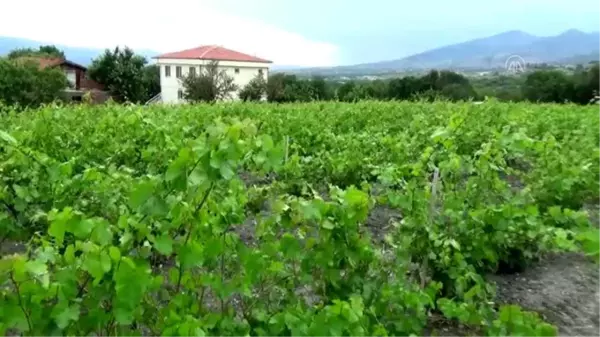 Vali, belediye başkanı ve rektör tarladan asma yaprağı topladı