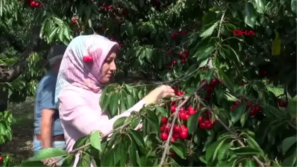 ANTALYA Kumlucalı Napolyon kirazı üreticileri, ihracatta hareketlenme bekliyor