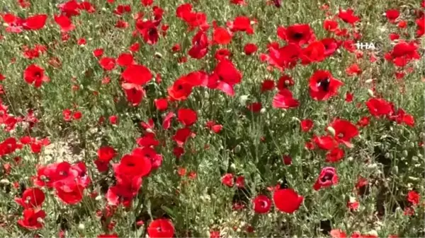 Son dakika... Yozgat'ta gelincik çiçekleri görsel şölen oluşturdu