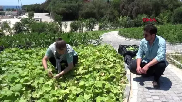 ANTALYA Otelde perma kültür bahçesi oluşturuldu