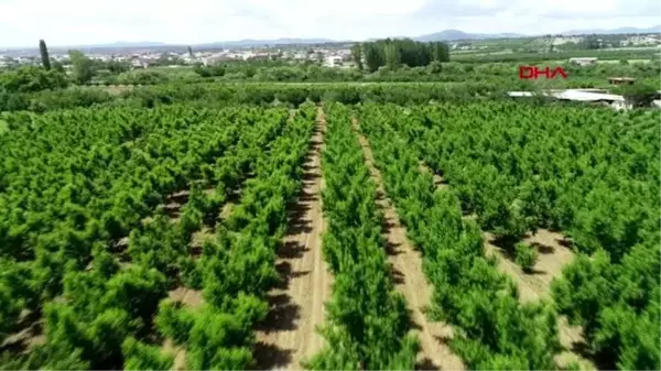 ÇANAKKALE Kaz Dağları'nın eteklerinde yetişen 'Bayramiç Beyazı'nın hasadına başlandı