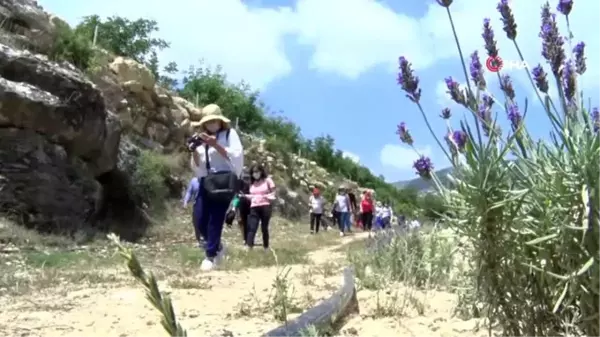 Son Dakika | Mersin'de boş arazilere dikilen lavantalar görsel bir şölen sunuyor