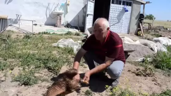 Yaralı halde bulunan şahin tedavi altına alındı