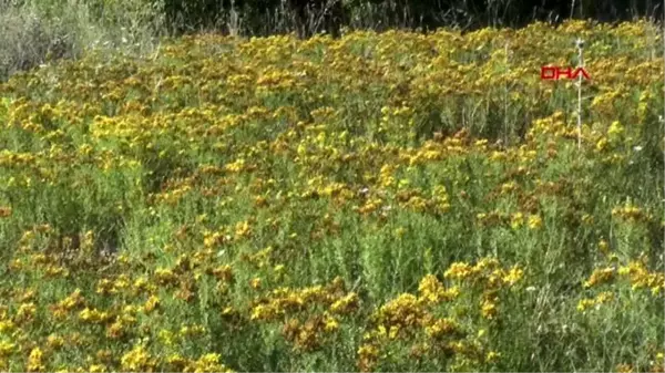 KARABÜK Safranbolu'da sarı kantaronun hasadına başlanıldı