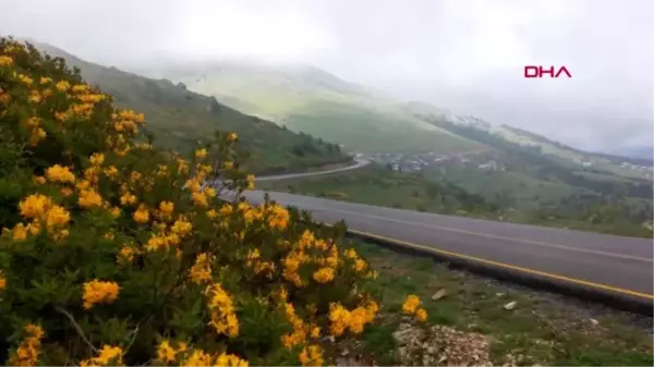 ORDU Yeşil Yol'un Ordu etabı yapılıyor