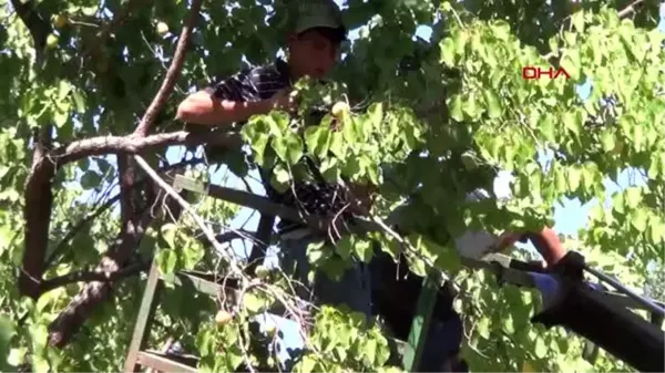 IĞDIR Iğdırlı üreticiden kayısıları toplamak için ilginç yöntem