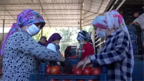 Sofralık domateste fiyat, üreticiyi sevindirdi