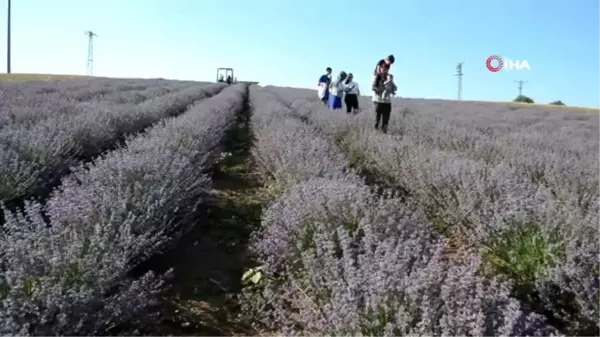 İstanbullular, Tekirdağ'daki mor tarlalara akın etti