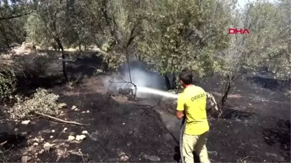 Çanakkale'de zeytinlik yangınında 5 dönüm alan zarar gördü