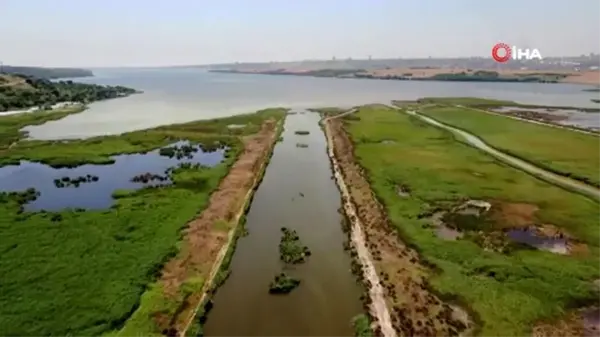 Eskiden kuş cenneti olan Küçükçekmece Gölü şimdi balık mezarı oldu