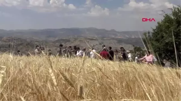 Şırnak'ta buğday hasadı şenliği düzenlendi