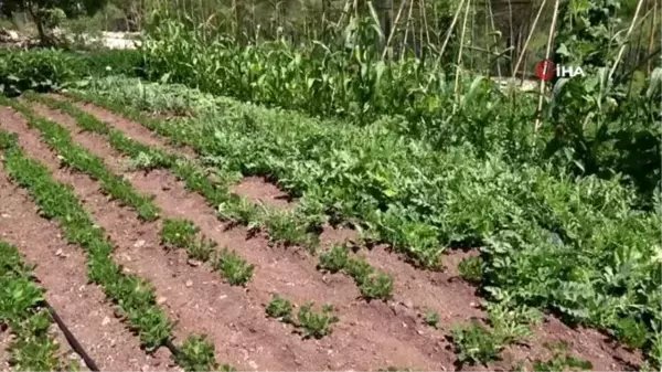 Pandemi öncesi öğrencilerin ektiği ürünleri öğretmenler hasat etti